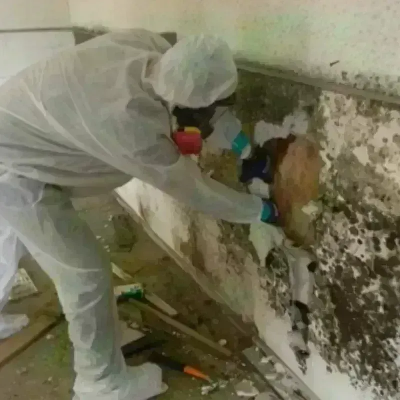 Mold Remediation and Removal in Harlan County, KY